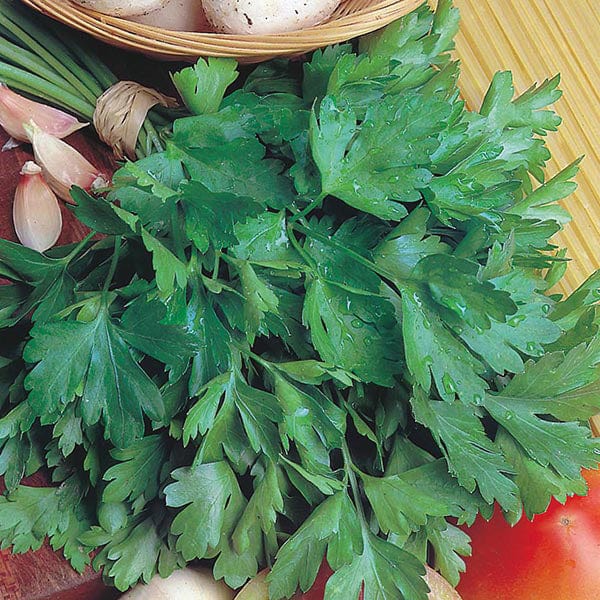 Parsley Giant of Italy Seeds