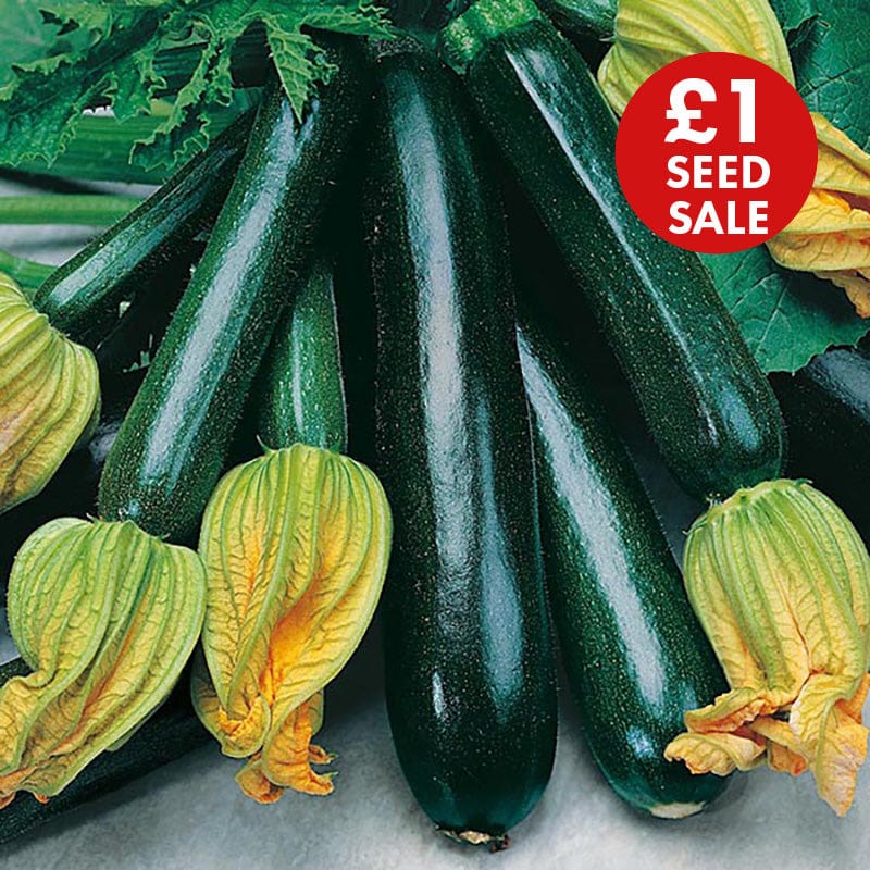 Courgette Black Beauty Seeds