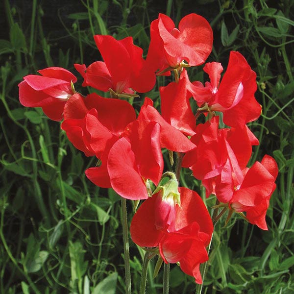 Sweet Pea Air Warden Seeds