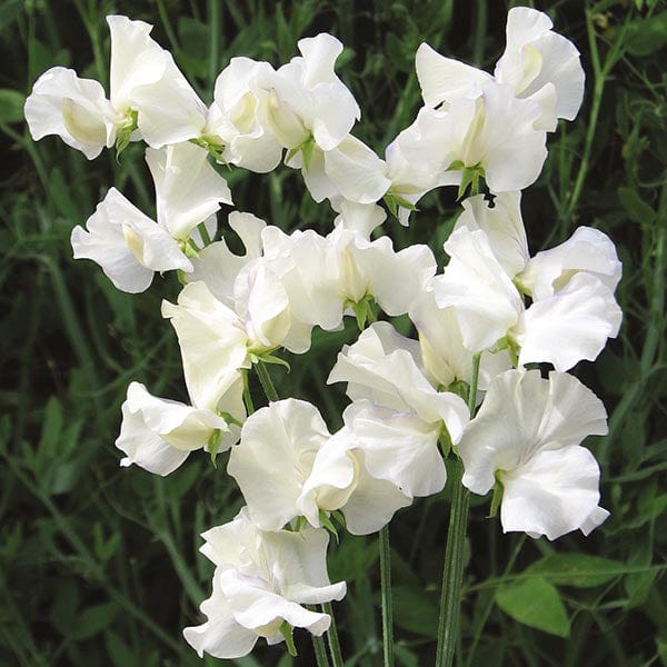 Sweet Pea Old Times Seeds