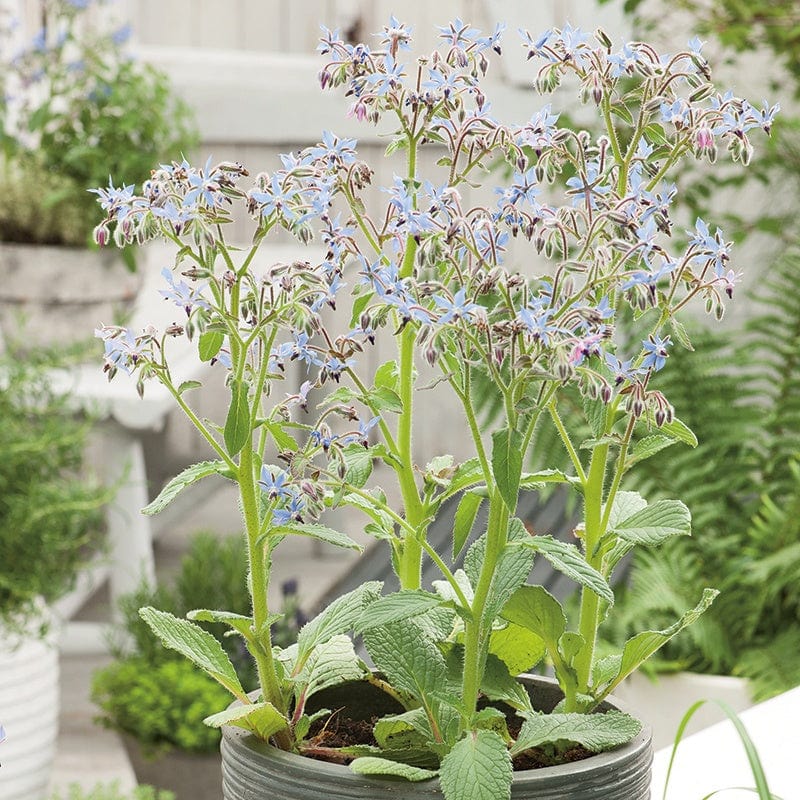 Borage Blue Seeds