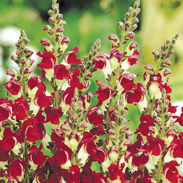 Antirrhinum Night and Day Seeds