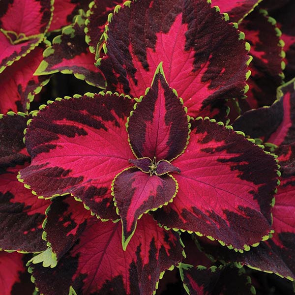 Coleus Chocolate Covered Cherry Seeds