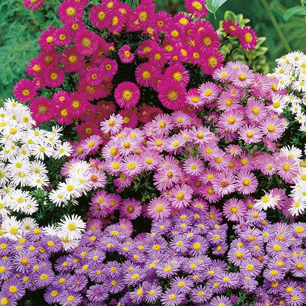 Michaelmas Daisy Mixed Seeds