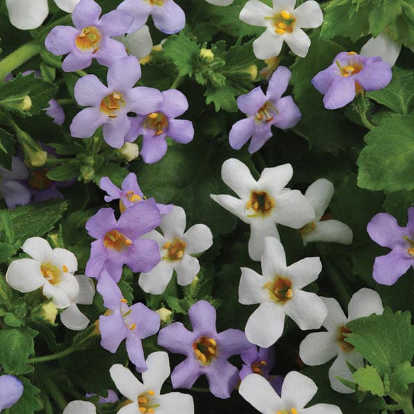 Bacopa Utopia