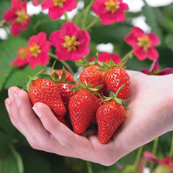 Strawberry Toscana F1 Seeds