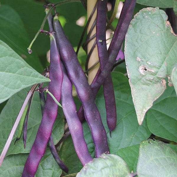 10 Young Plants (EARLY) Climbing (French) Bean Violet Podded Vegetable Plants
