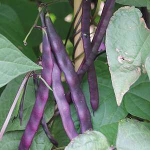 Purple beans growing on a plant with green leaves