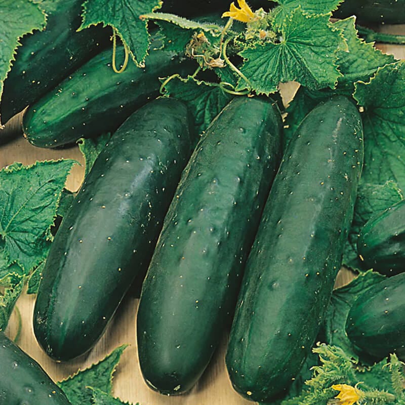 Cucumber Marketmore (Indoor or Outdoor) Plants