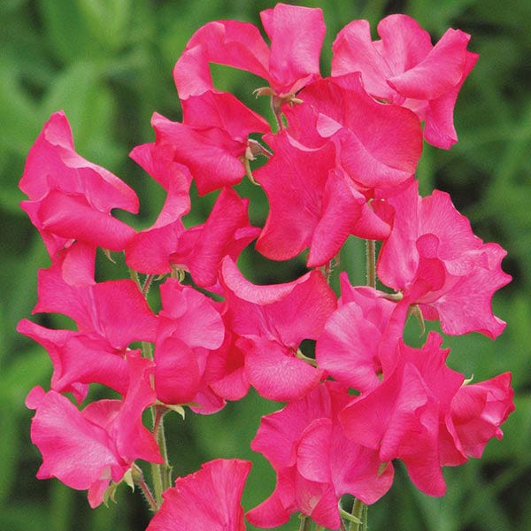 Sweet Pea Mumsie Seeds