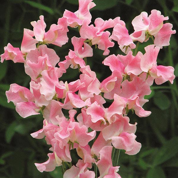 Sweet Pea Alan Titchmarsh Seeds