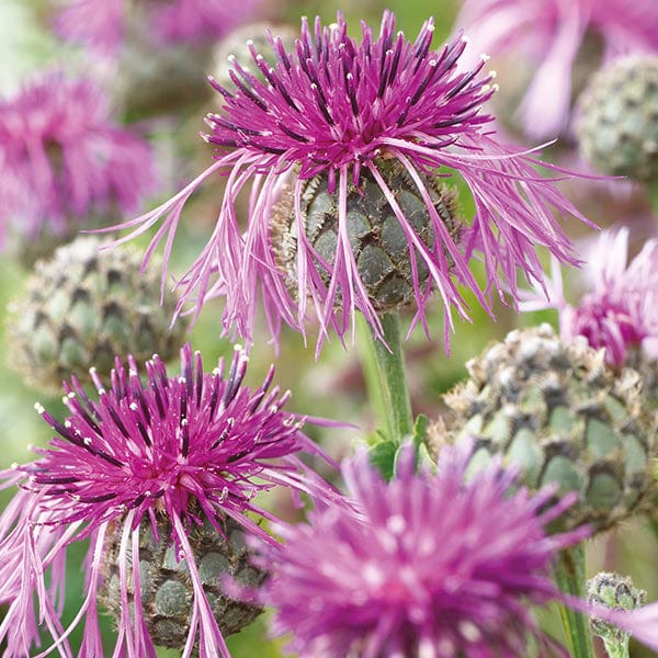 Greater Knapweed Seeds