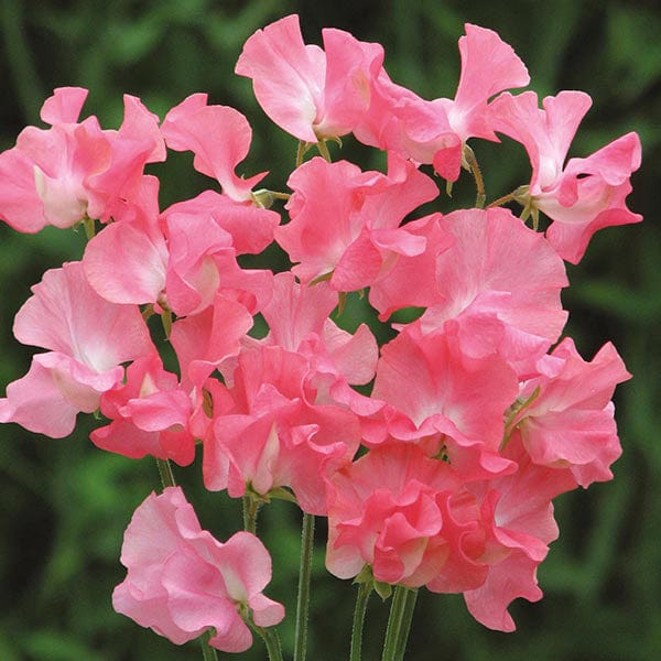 Sweet Pea Leominster Boy Seeds