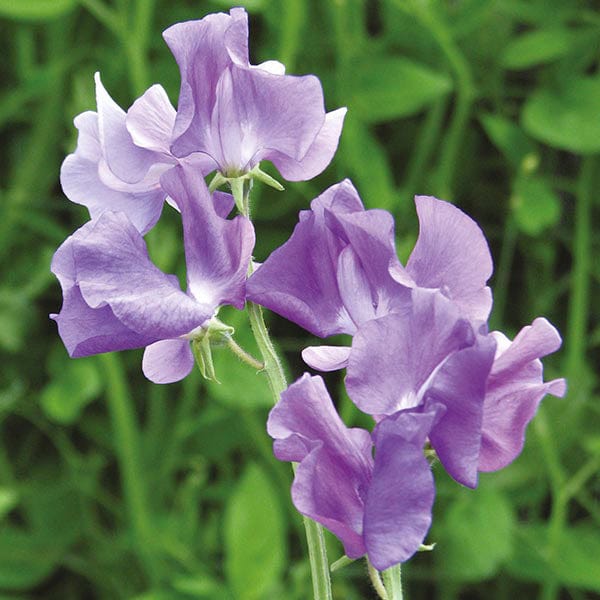 Sweet Pea Oxford Blue Seeds