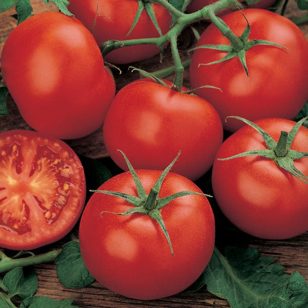150 Seeds Tomato MoneyMaker (Standard)