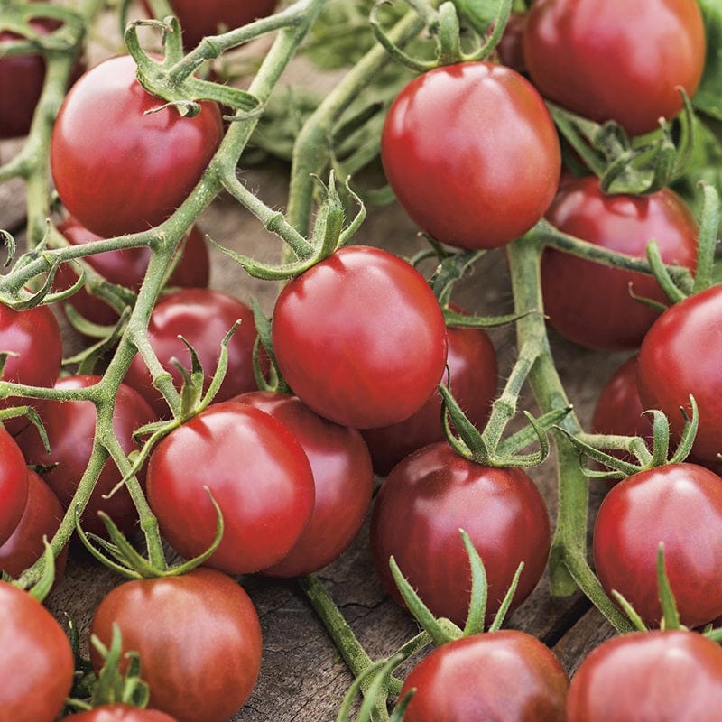 Tomato (Cherry) Black Opal Seeds