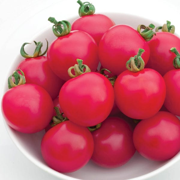 Tomato (Cherry) Pink Charmer F1 Seeds
