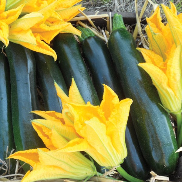Courgette Best of British F1 Seeds