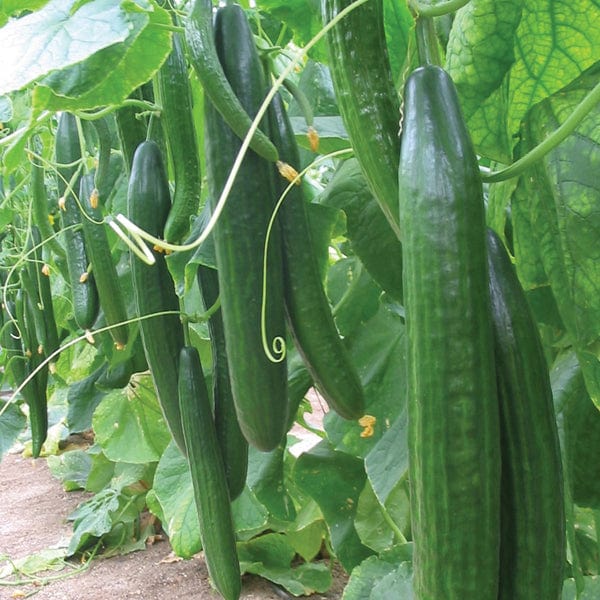 Cucumber Carmen F1 Seeds