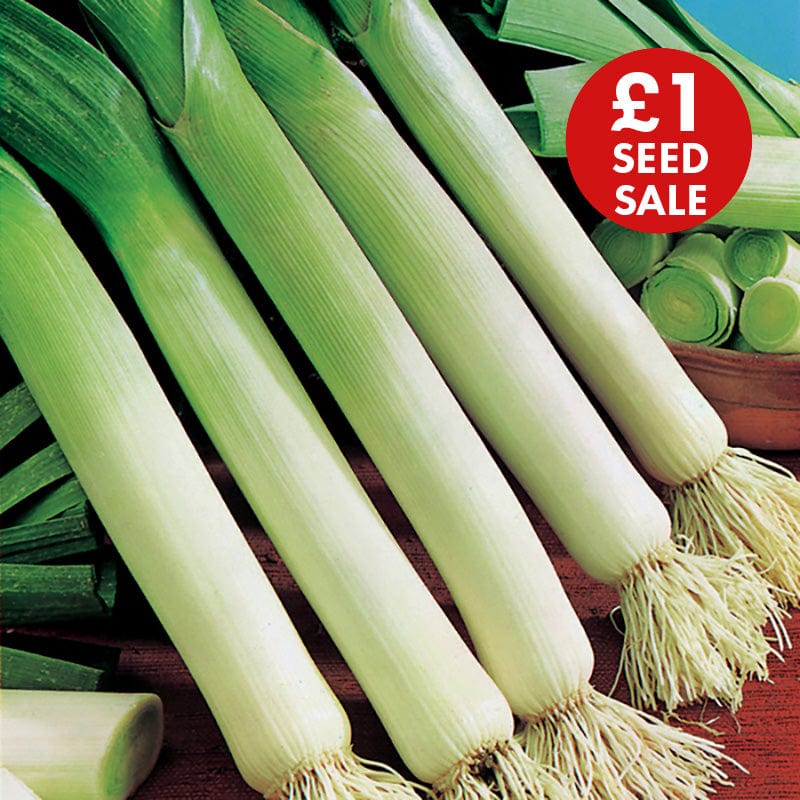 Leek Cairngorm F1 Seeds