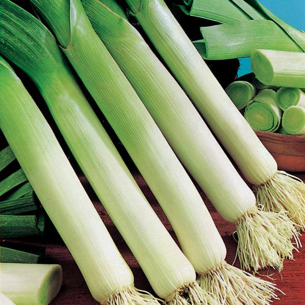 Leek Cairngorm F1 Seeds