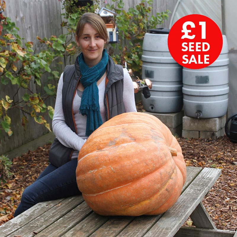 Pumpkin Atlantic Giant Seeds