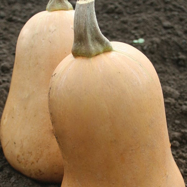 Squash (Butternut) Sweetmax F1 Seeds