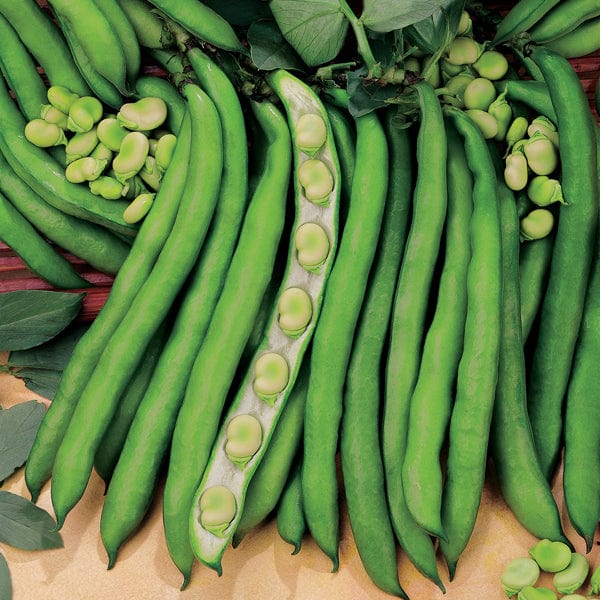 Broad Bean Superaguadulce Seeds