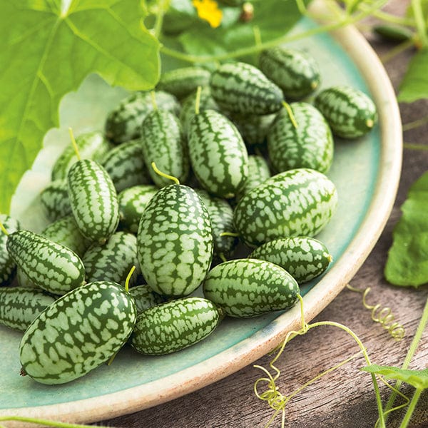 Cucamelon Mexican Gherkin Seeds