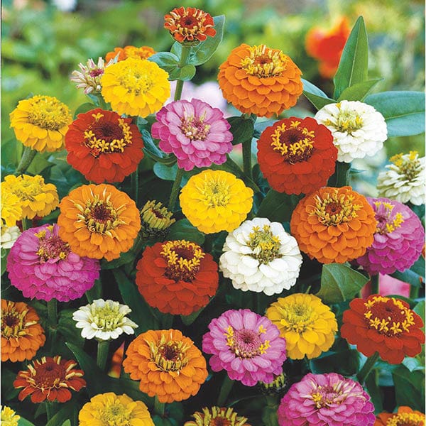 Zinnia Lilliput Mixed Seeds