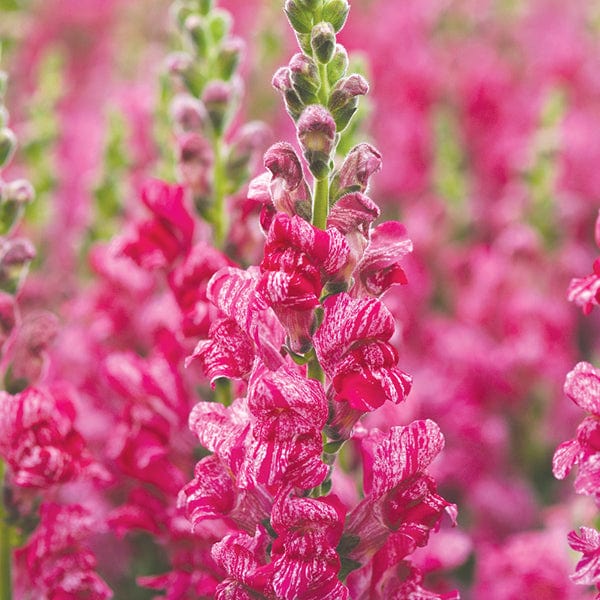 Antirrhinum Purple Twist F1 Seeds