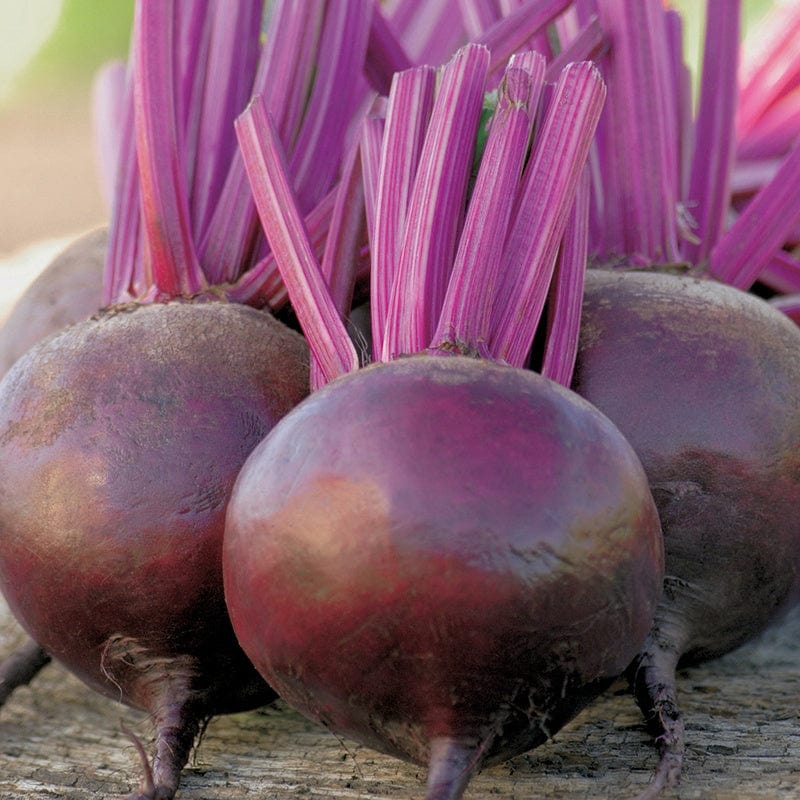 Beetroot Bettolo F1 Seeds