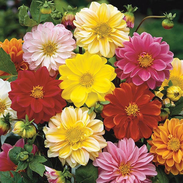 Dahlia Bambino Mixed Seeds