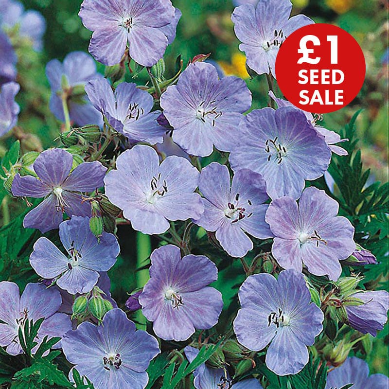 Meadow Cranesbill Seeds