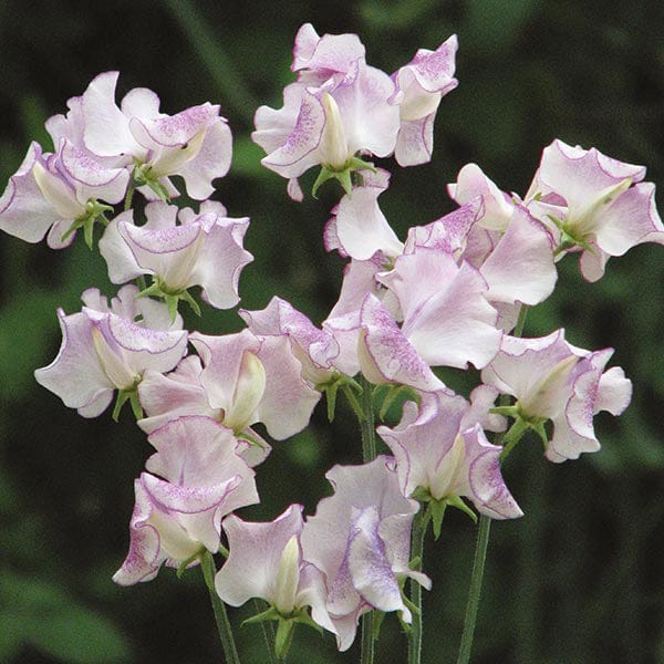 Sweet Pea Darcey Bussell Seeds