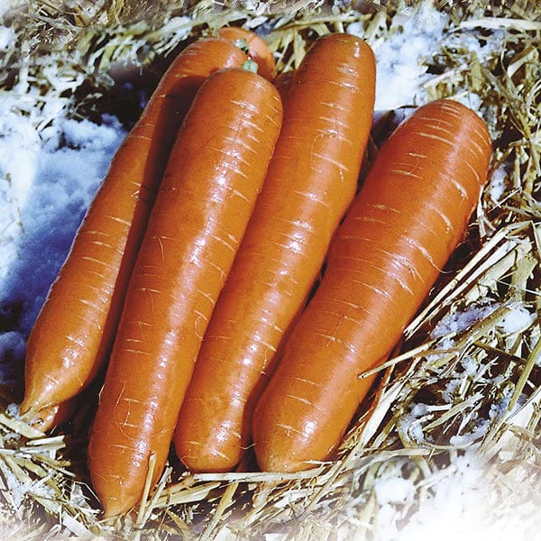 David Domoney, Get Growing Carrot Large