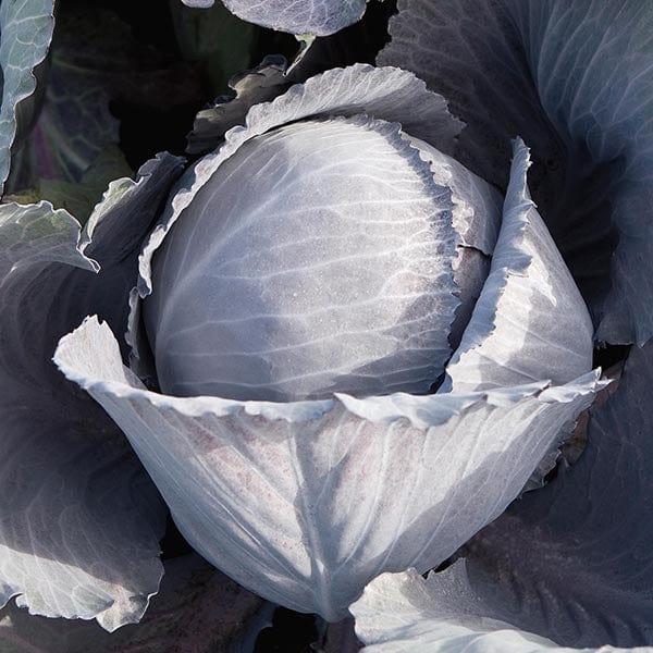 Cabbage (Red) Lodero F1 Seeds