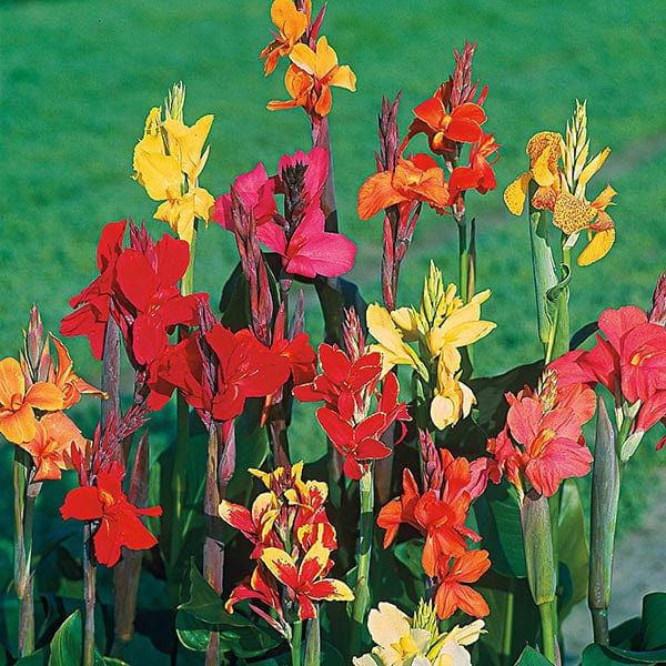 Canna Large Flowered Mixed Seeds