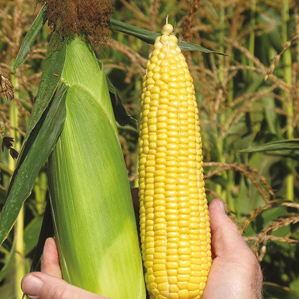 Sweet Corn ACX SS7078Y Veg Plants (Mid-Season)