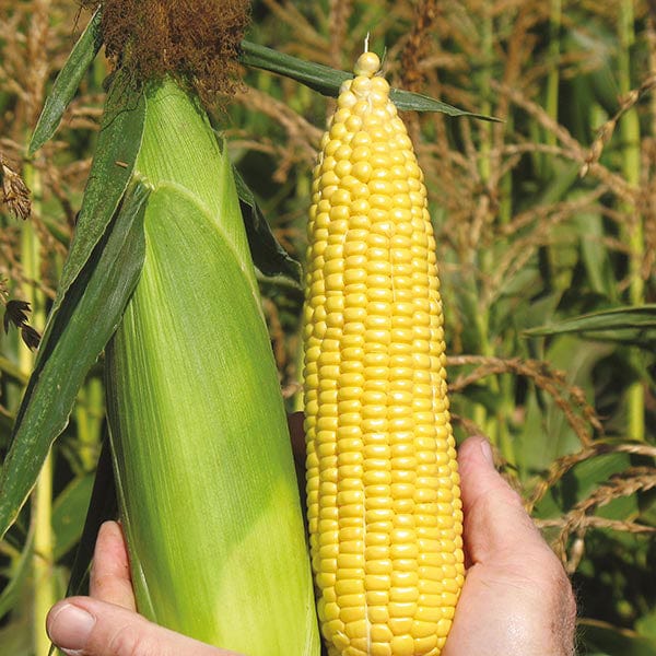 Super Start Sweet corn Veg Plant Collection