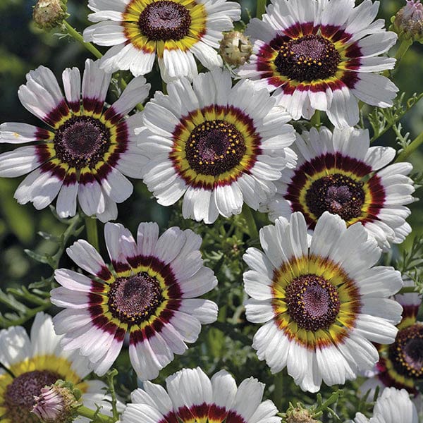 Chrysanthemum Cockade Seeds