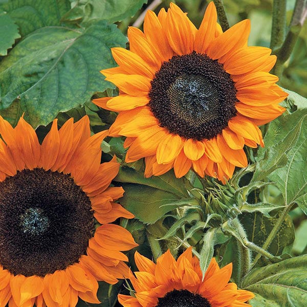 Sunflower Copper Queen F1 Seeds