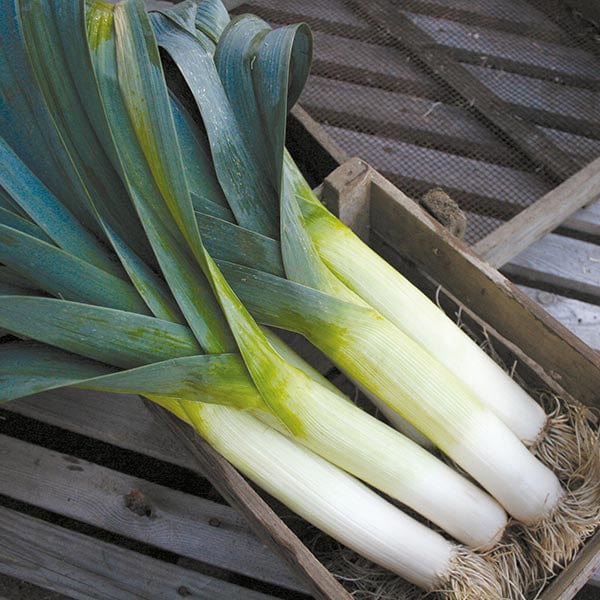 Leek Below Zero F1 Seeds