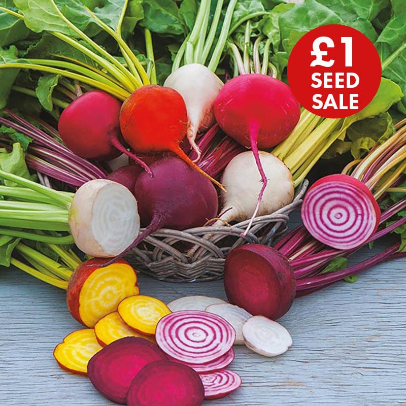 Beetroot Multicoloured Mixed Seeds