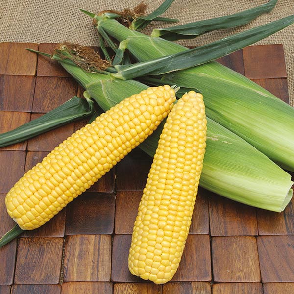 Sweet Corn ACX SS7403RY Veg Plants (Early Season)