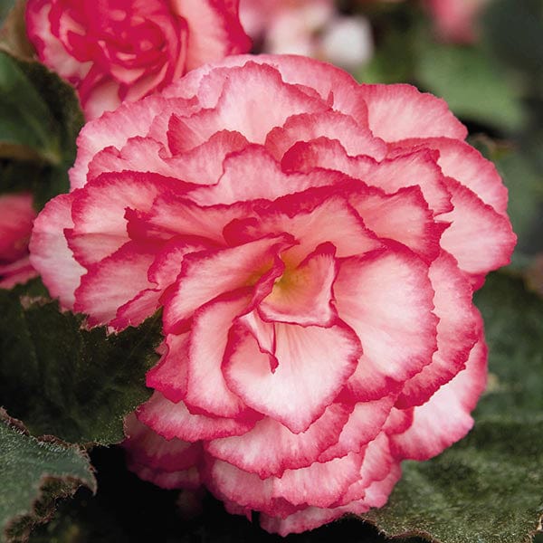 Begonia Nonstop Rose Petticoat F1 Seeds