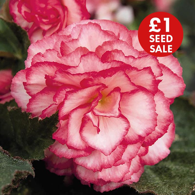 Begonia Nonstop Rose Petticoat F1 Seeds