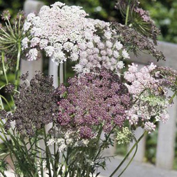 Daucus Dara Seeds