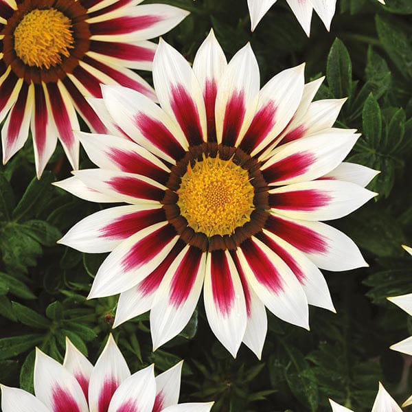 Gazania New Day Rose Stripe F1 Seeds