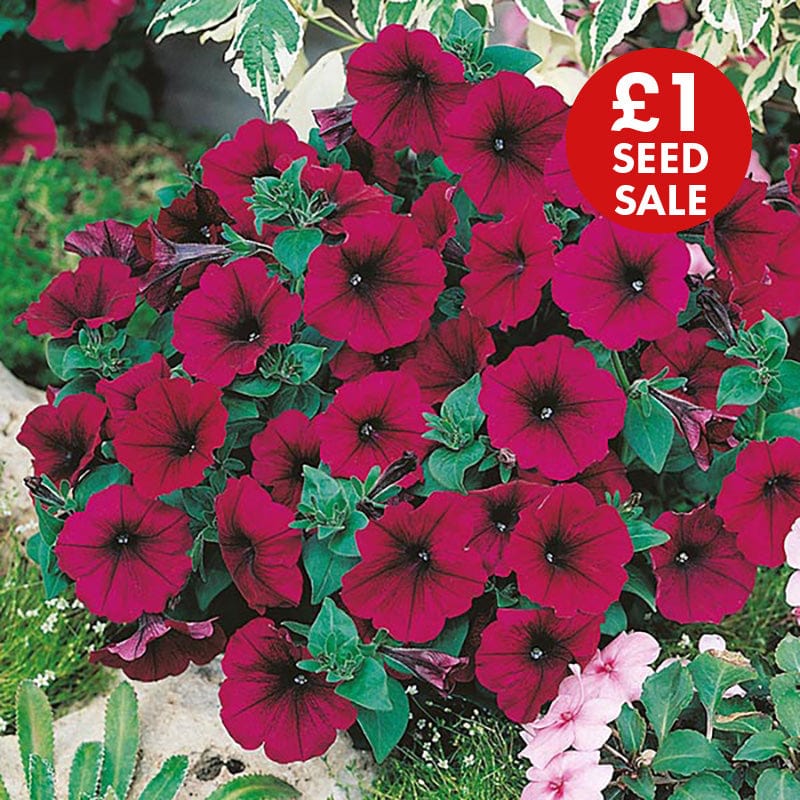 Petunia Mirage Velvet F1 Seeds